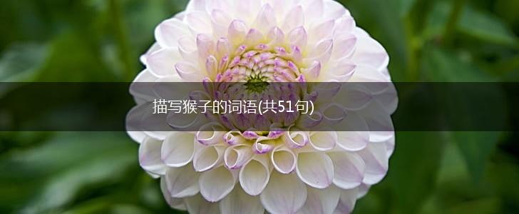 描写猴子的词语(共51句),第1张