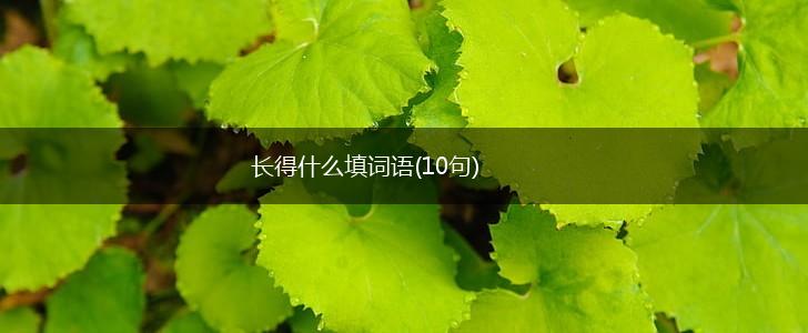 长得什么填词语(10句),第1张