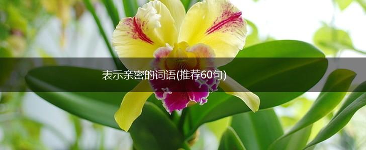 表示亲密的词语(推荐60句),第1张