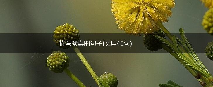 描写餐桌的句子(实用40句),第1张