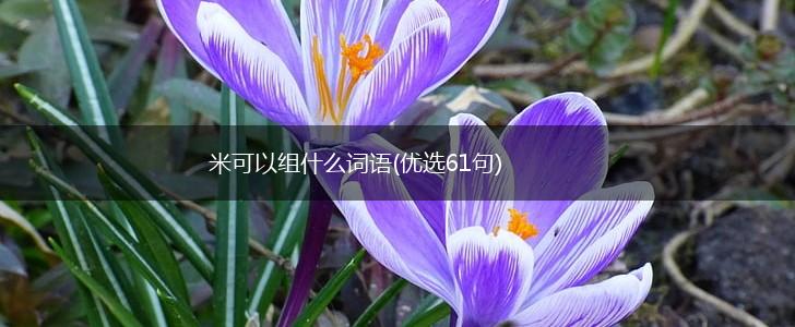 米可以组什么词语(优选61句),第1张