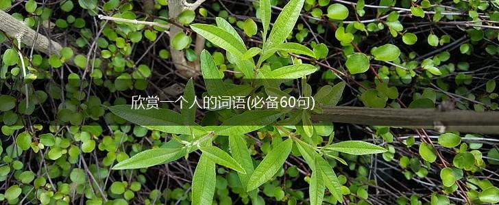 欣赏一个人的词语(必备60句),第1张