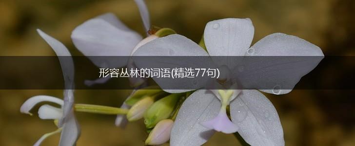 形容丛林的词语(精选77句),第1张