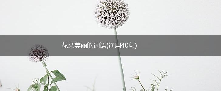 花朵美丽的词语(通用40句),第1张