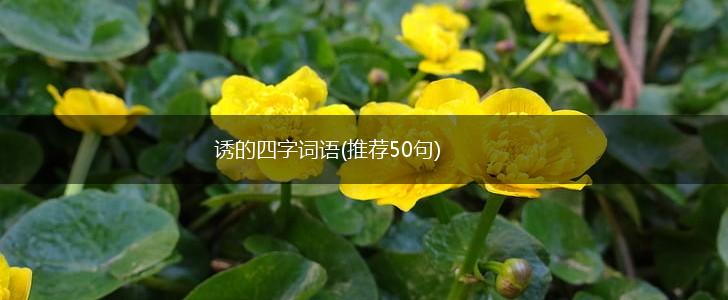 诱的四字词语(推荐50句),第1张