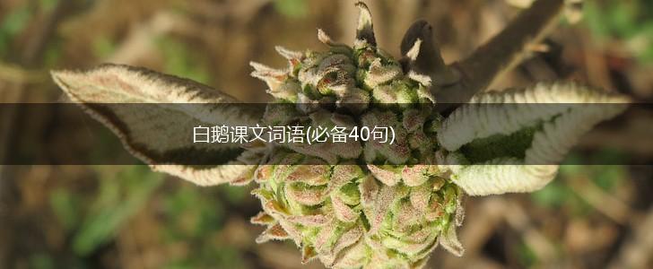 白鹅课文词语(必备40句),第1张