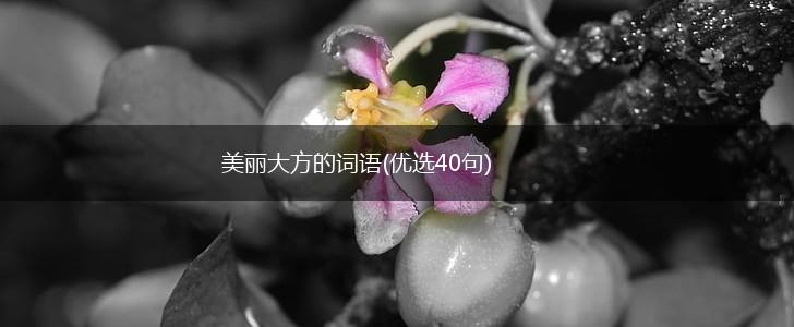 美丽大方的词语(优选40句),第1张