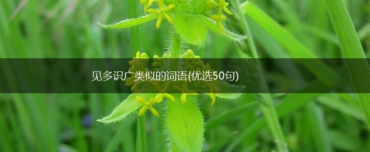 见多识广类似的词语(优选50句),第1张