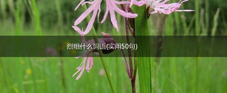 烈组什么词语(实用50句),第1张