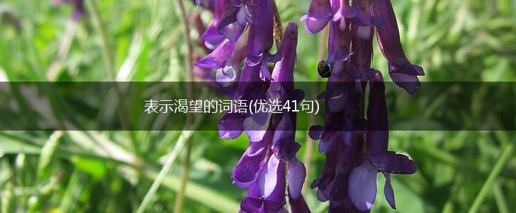 表示渴望的词语(优选41句),第1张