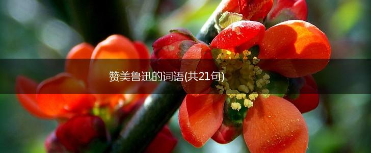 赞美鲁迅的词语(共21句),第1张