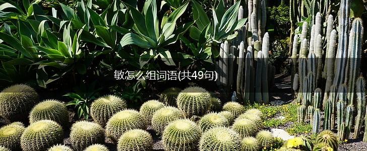 敏怎么组词语(共49句),第1张