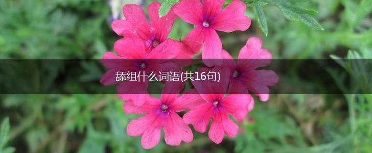 舔组什么词语(共16句),第1张