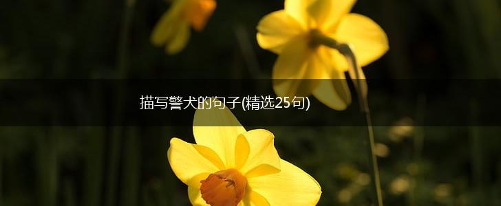 描写警犬的句子(精选25句),第1张