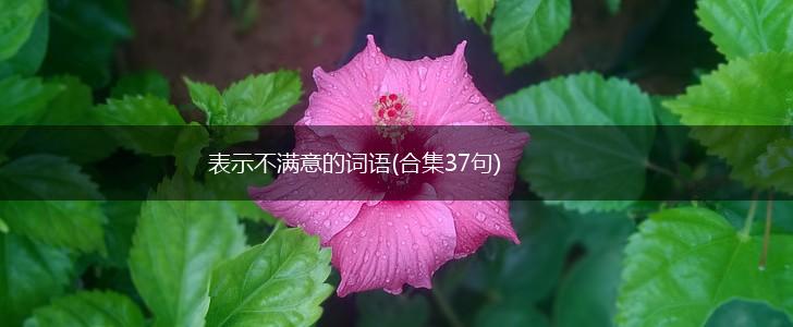 表示不满意的词语(合集37句),第1张