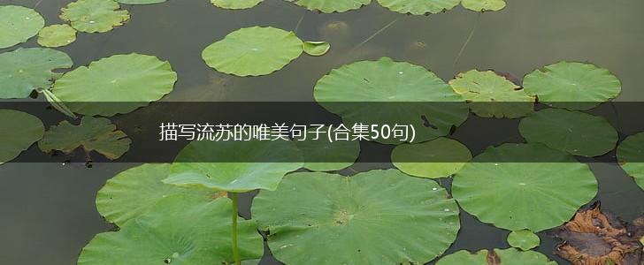 描写流苏的唯美句子(合集50句),第1张