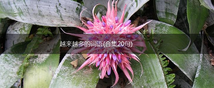 越来越多的词语(合集20句),第1张