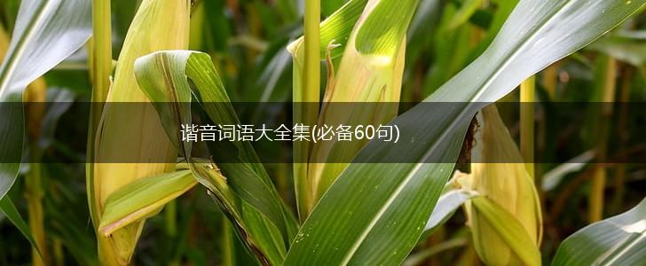 谐音词语大全集(必备60句),第1张