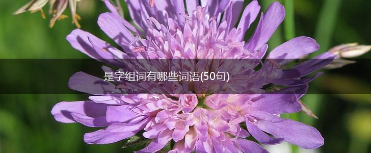 是字组词有哪些词语(50句),第1张