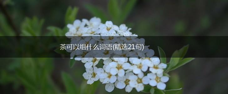 茶可以组什么词语(精选21句),第1张