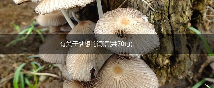 有关于梦想的词语(共70句),第1张