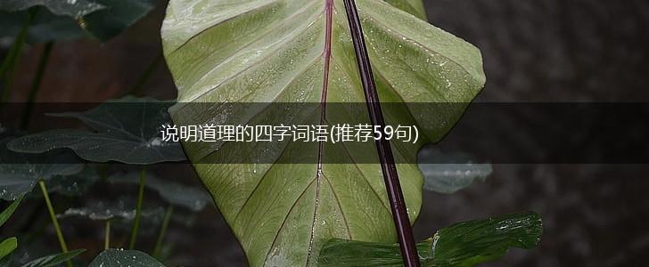 说明道理的四字词语(推荐59句),第1张