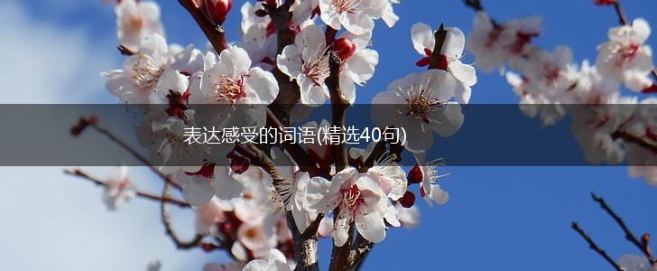 表达感受的词语(精选40句),第1张