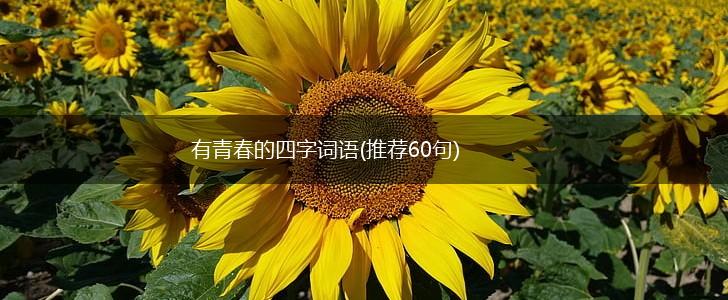 有青春的四字词语(推荐60句),第1张