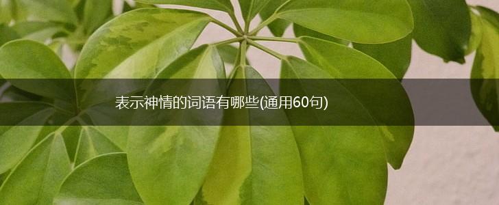表示神情的词语有哪些(通用60句),第1张
