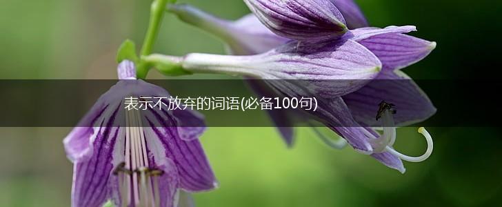 表示不放弃的词语(必备100句),第1张