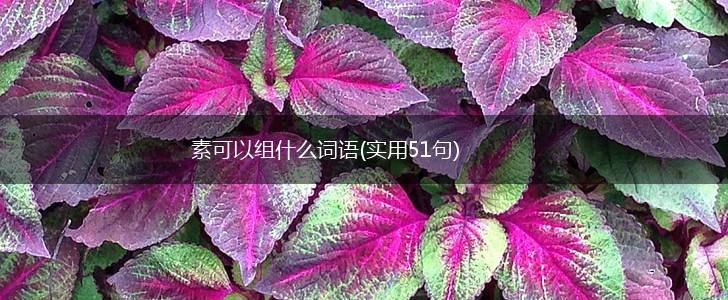 素可以组什么词语(实用51句),第1张