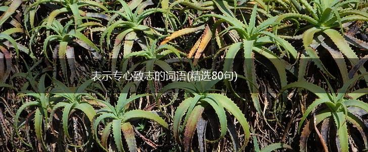 表示专心致志的词语(精选80句),第1张
