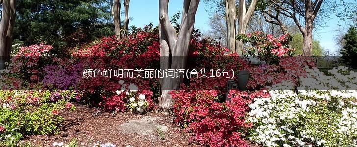 颜色鲜明而美丽的词语(合集16句),第1张