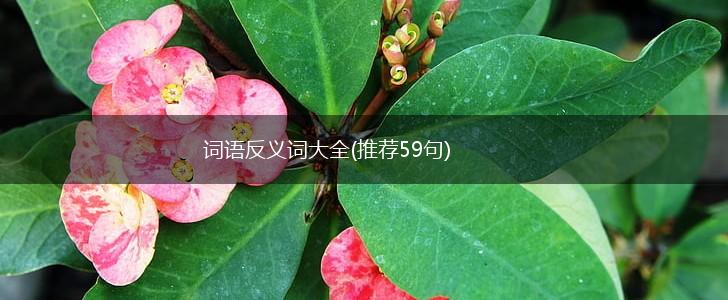 词语反义词大全(推荐59句),第1张