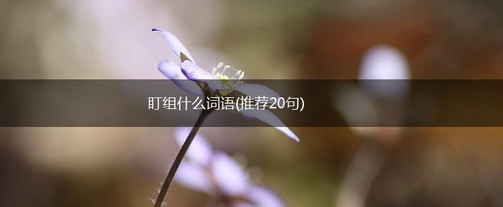 盯组什么词语(推荐20句),第1张