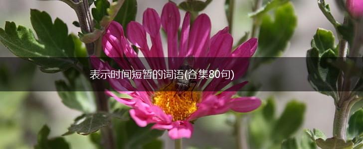 表示时间短暂的词语(合集80句),第1张