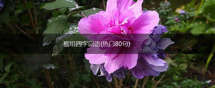 榴组四字词语(热门80句),第1张