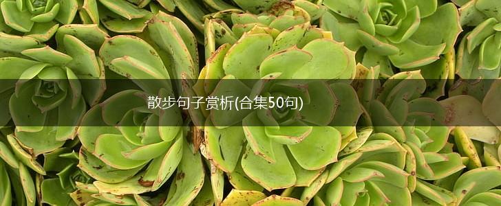 散步句子赏析(合集50句),第1张
