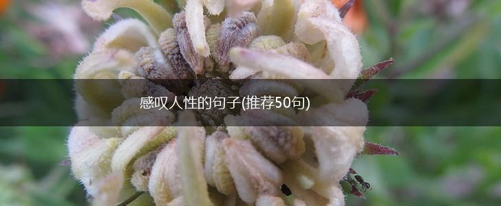 感叹人性的句子(推荐50句),第1张