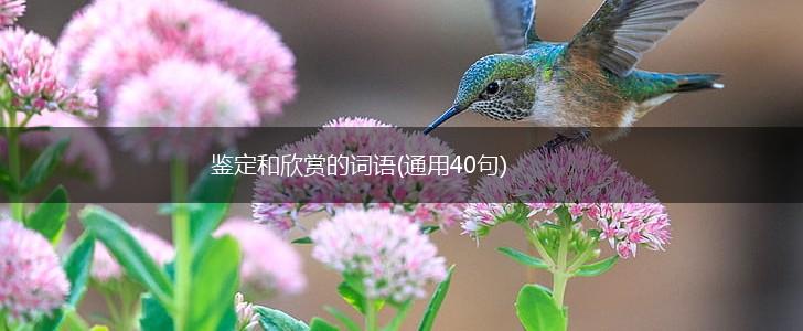 鉴定和欣赏的词语(通用40句),第1张