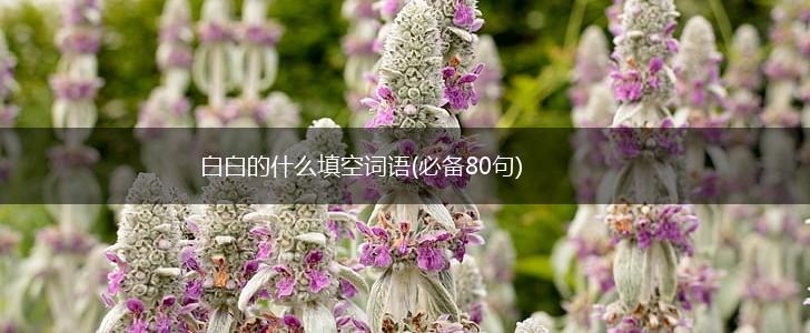 白白的什么填空词语(必备80句),第1张