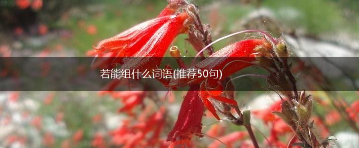 若能组什么词语(推荐50句),第1张