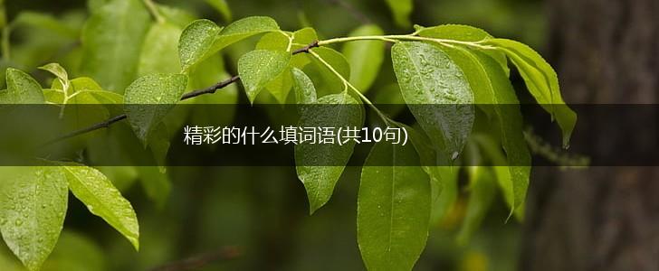 精彩的什么填词语(共10句),第1张