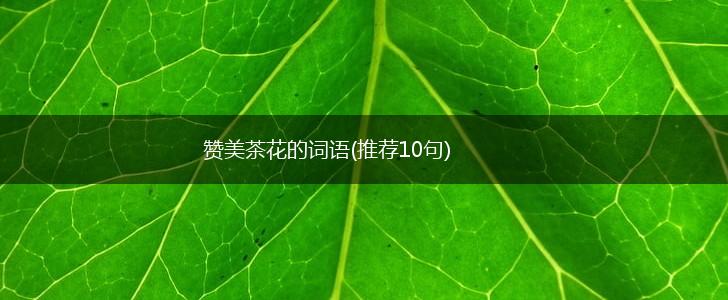 赞美茶花的词语(推荐10句),第1张