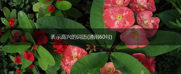 表示高兴的词语(通用60句),第1张