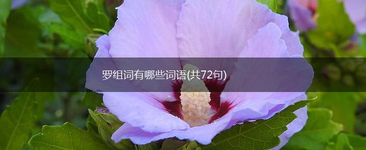 罗组词有哪些词语(共72句),第1张