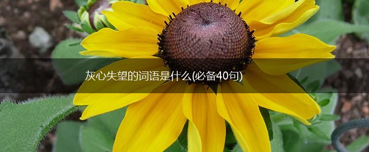 灰心失望的词语是什么(必备40句),第1张