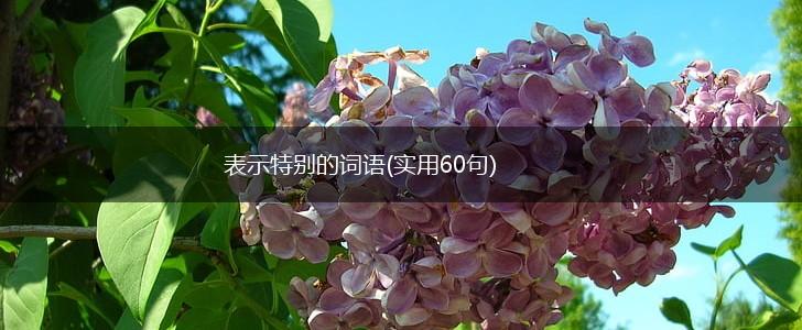 表示特别的词语(实用60句),第1张