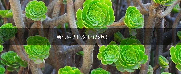 苗写秋天的词语(35句),第1张