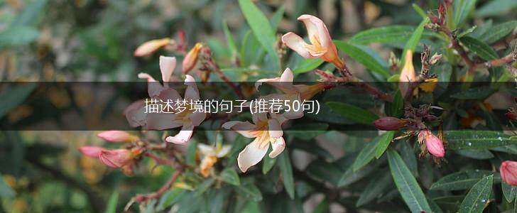 描述梦境的句子(推荐50句),第1张